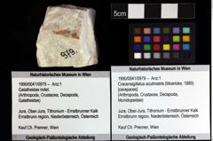 Foto (Objket + Etiketten) von Cracensigillatus acutirostris (Moericke, 1889) 